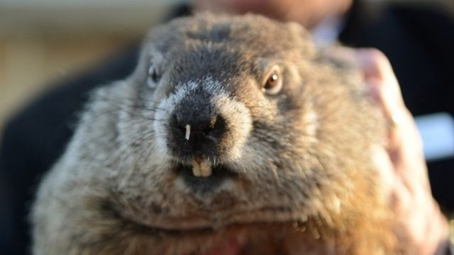 A groundhog is being held by a man in a suit.