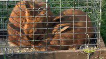 Two brown rabbits on a cage