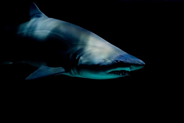 A white shark swimming in the dark.
