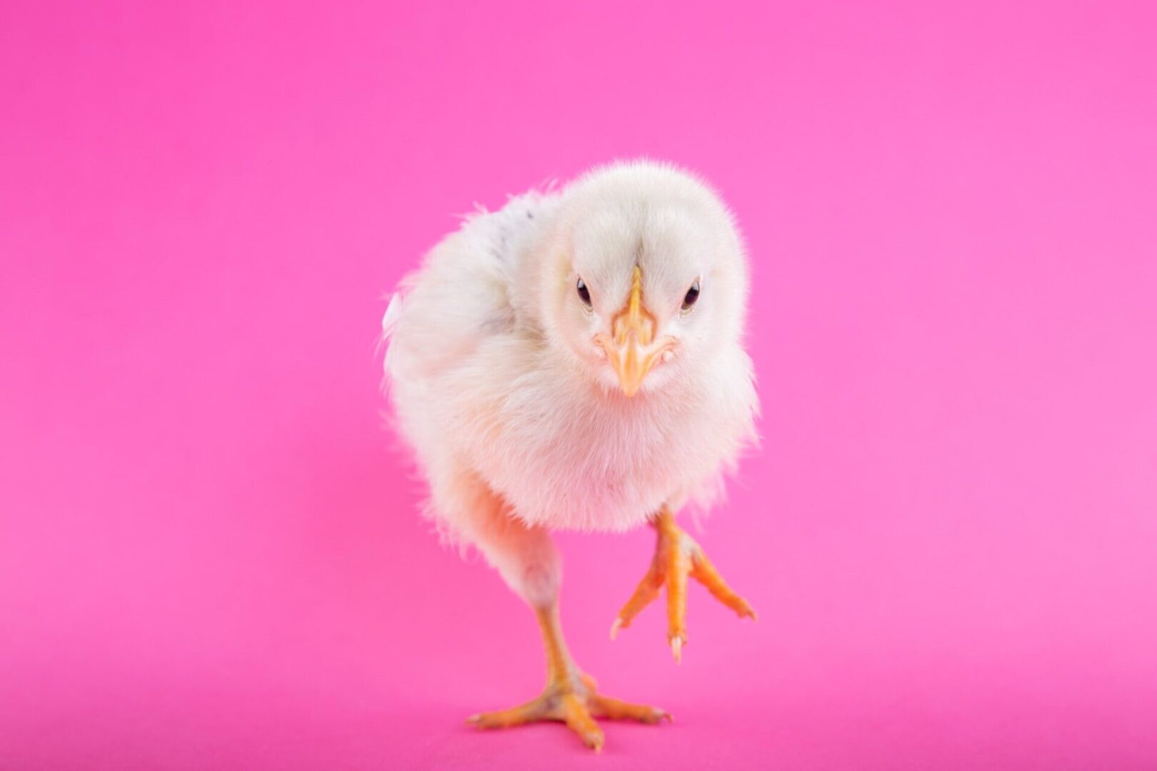 A white chicken standing on a pink background.